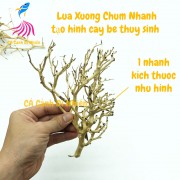 Lũa Xương Chùm Nhánh - Dùng Làm Tán Bonsai Trong Bể Thủy Sinh