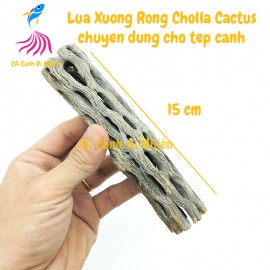 Lũa xương rồng Cholla Cactus size 15 cm chuyên dùng cho tép cảnh