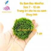 Đá bám rêu Minifiss trãi nền lá nước trang trí hồ cá thủy sinh size 7-10 cm